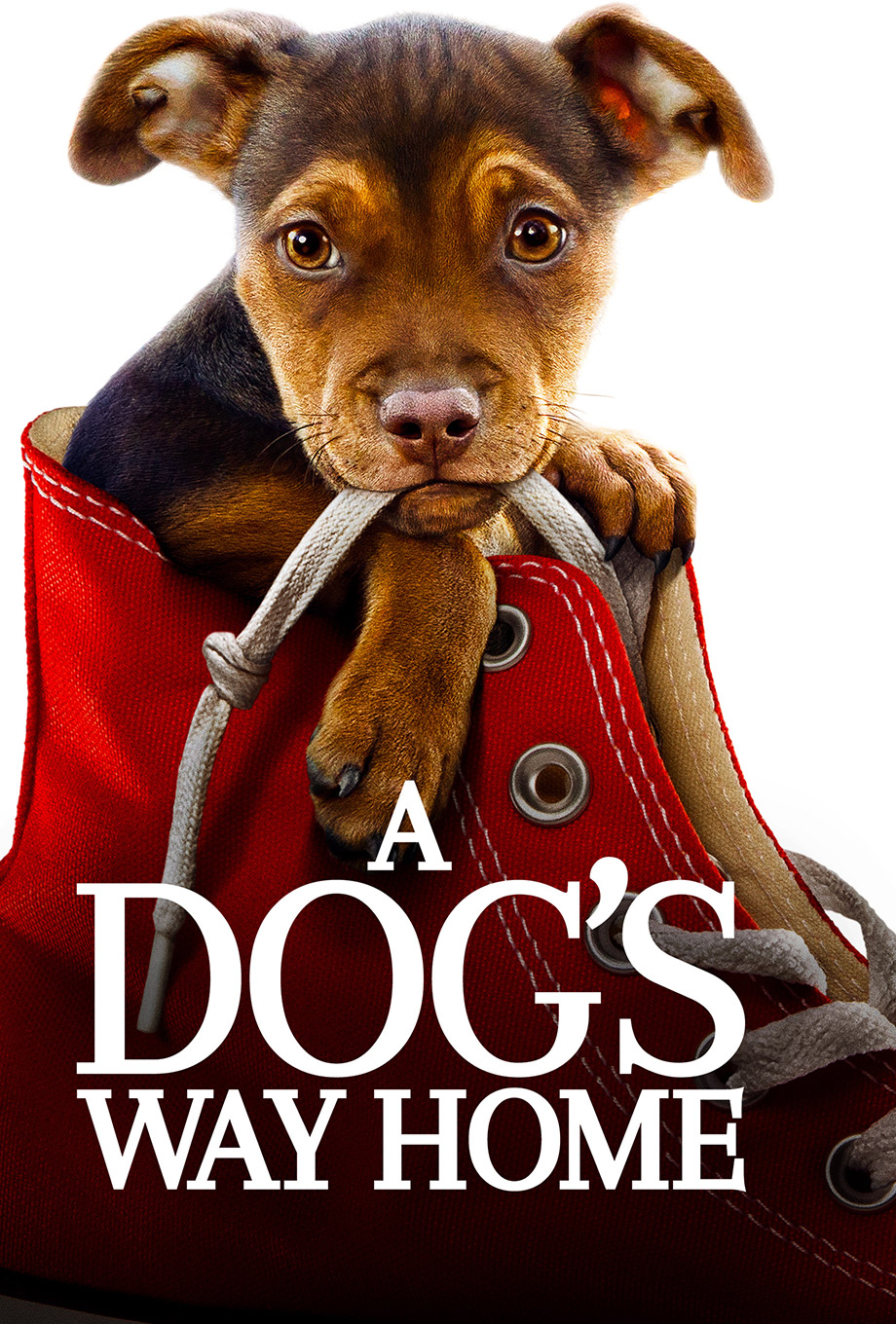 A DOG'S WAY HOME